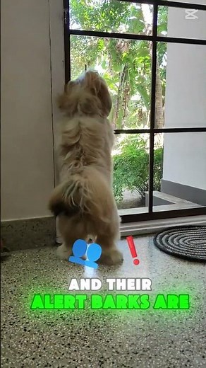 Lhasa Apso: The Little Lion of the Himalayas