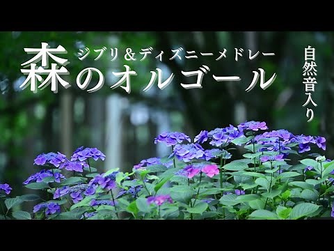 [Alpha wave music box healing BGM] Ghibli & Disney medley to listen to in nature