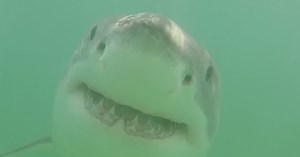 Shark attacks are on the rise worldwide, scientists researching why