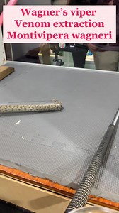 Venom extraction from Wagner’s viper, Montivipera wagneri. #vipers #venomislife #venomoussnake #reptiles #reptilezoo #herpetology #snake #reptile #kyreptilezoo #snakes #montivipera #montiviperawagneri #endangeredspecies #endangeredanimals | Kentucky Reptile Zoo