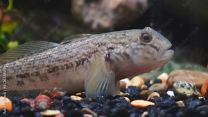 Wild freshwater fish goby in the aquarium. Cottus gobio