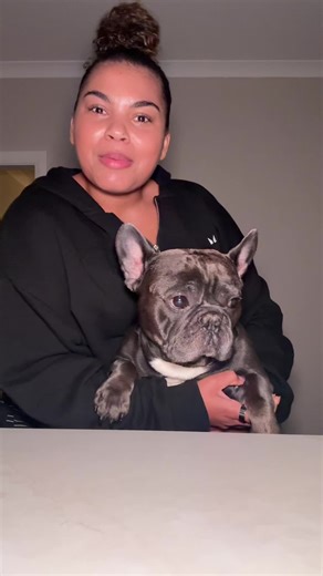 Creative Phone Screensavers Featuring French Bulldogs