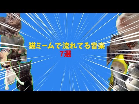 猫ミームで流れている曲7選！！！#memes #猫ミーム #catmemes #猫マニ