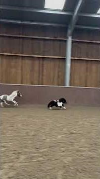 Miniature Horses Show Off Their Jumping Skills