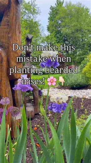 The bearded iris mistake that costs you blooms