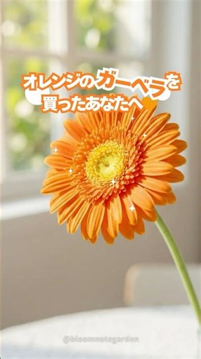 【保存版】ガーベラが元気に咲く3つのヒミツ＆色別花言葉🧡 #ガーベラ #育て方 #花言葉