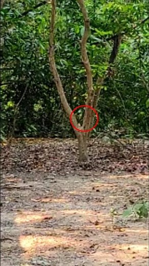 180° short 8 Senti slingshot