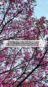 Kirschblüte in Japan | Nami Tommy