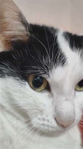 Dell 3080 OEM 🫣🔥😭 #dell #rtx #gaming