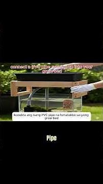 Step by Step Guide to Building Your Own Aquaponic System at Home #shortvideo #aquaponicsforbeginners