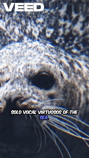 Leopard Seal Songs! 🦭🎤