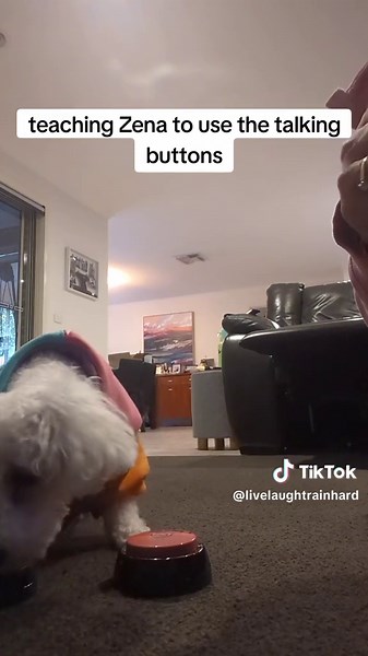 #zena #talkingdog #dogtraining #talkingbuttons #dogsoftiktok #training #goodgirl
