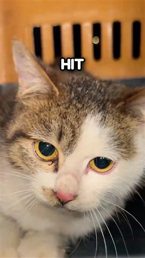 Explorer Kitty Cat 🚰🐱 #rescue #cute