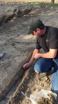 Planting Blackberry Root Cuttings