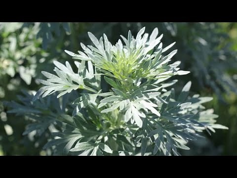 ASSENZIO : ‪@CAPRAECAVOLI‬ ci insegna a riconoscere l'Artemisia absinthium