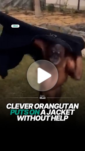 34K views · 433 reactions | Orangutans are as smart as us humans  | Daily Mail Animals | Facebook