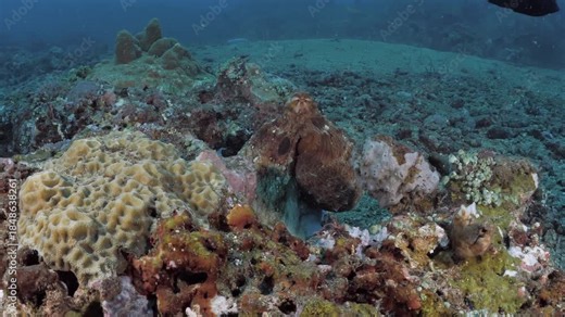 Big Blue Octopus or Day Octopus (Octopus cyanea) hunting at a coral reef. Tulamben, Bali, Indonesia