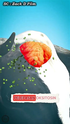 Cara Memerah Susu Sapi #pengetahuan #animasiedukasi #feedshort #sususapi #sapi #susu #hewan #edukasi