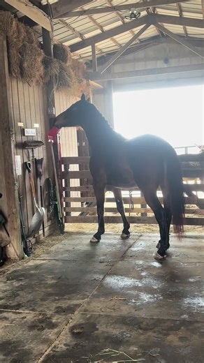Ferdinand 🤦🏻‍♀️ My toddler. #bbbarn #trailridesacrossamerica