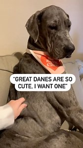 Dane life #greatdane #dog #dogs #dogsofinstagram #reels #funnyreels #animals | millie_the_moo_dane