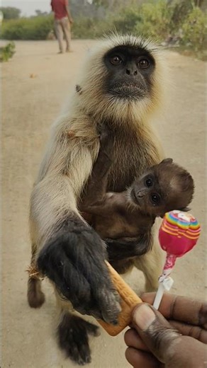 Langur Comes with Its Baby and Gently Takes a Biscuit & Lolipop a Village Road 🍪 #shorts