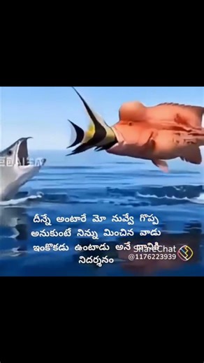 నువ్వే గొప్పవాడు అనుకుంటే నీ కన్నా గొప్పవాడు ఇంకొకడు ఉంటాడు...#minivlog #shortsvideo #subscribe