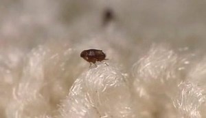 Ever wondered how fast a flea can move? No wonder they can hop on to our pets without us even realising. | Animal Trust Vets