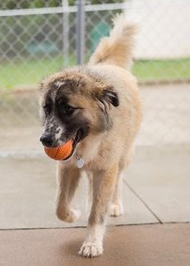 Adopt a large dog (40 lbs. and over) in May 2015 and pay no adoption fee!   All dogs are spayed/neutered, microchipped, vaccinated and so much more!