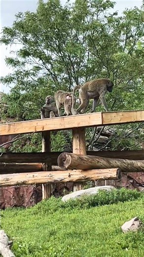 A Humble Baboon Family