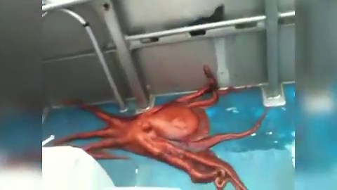 Octopus escapes from a boat through an unbelievably tiny hole