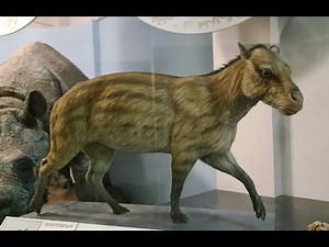 Eocene Epoch: Evolution of Modern Mammalian Species (Part 18)