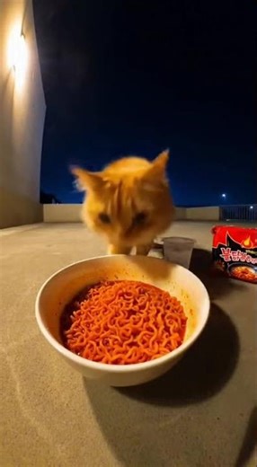 cat eating spicy noodle 😼🔥 #ytshorts