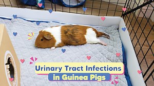 Urinary Tract Infections in Guinea Pigs I GuineaDad