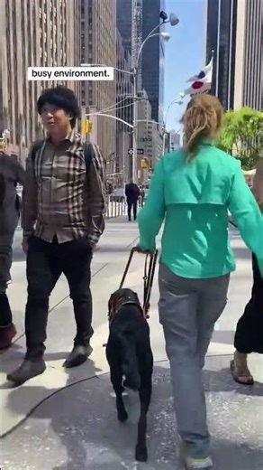 Guide Dogs Train In NYC