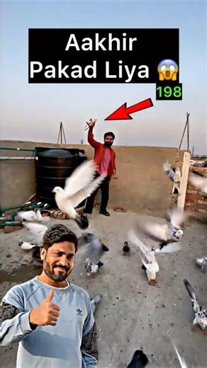 Mini Vlog 198 | Bahot Chakma Dene Ke Baad Aakhir Kabutar Pakad Me Aa Hi Gaya 😱🕊️