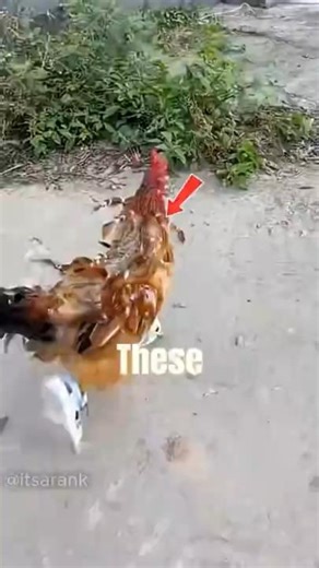 Top 5 Fastest Animals on Earth