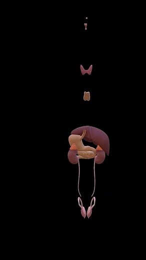 Endocrine System explained