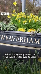 12K views · 234 reactions | Welcome to the village raising community spirits by planting thousands of daffodils!  @Weaverham Trust | BBC Manchester | Facebook