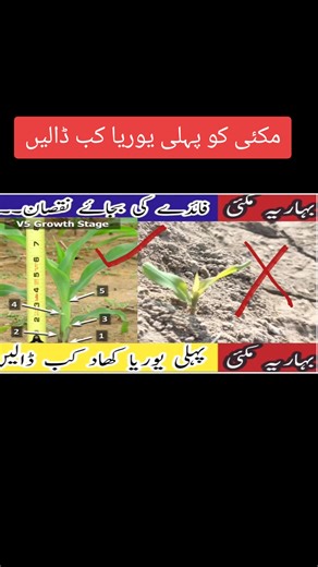 Best Time to Apply Urea to Maize in Spring