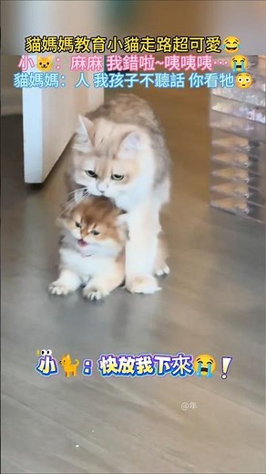 貓媽媽教育小貓走路超可愛💖 小🐈：麻麻~我錯啦放開我😭 🐱媽：人 你看牠 一點都不聽話😳#cat #cute #funny #shorts #cutecat #funnyshorts