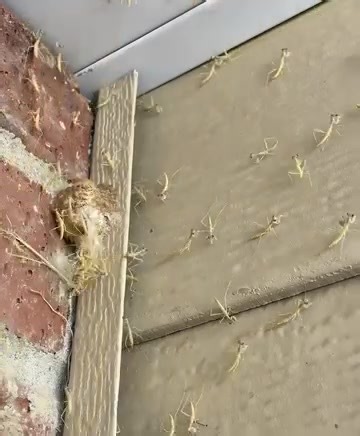 7.9K views | " It all started a few weeks ago. One morning, I...