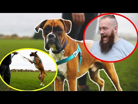 Dog Training Fundamentals! Transforming Out Of Control Dog To PERFECT Dog!