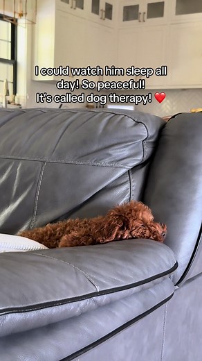 Puppy Therapy!!! #cavapoochon #doodles #puppiesoftiktok #apricotlanepuppy1 #puppy