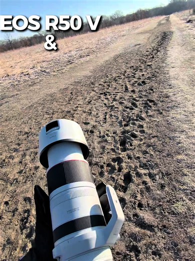 Comparing the EOS R50 and RF 100-500