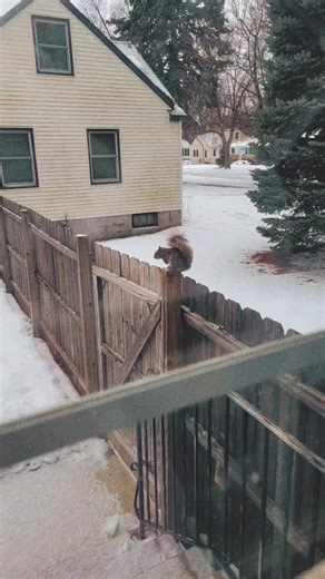 Understanding Squirrel Behavior: Fun Facts and Insights