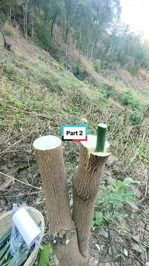 How to Split Bamboo: A Step-by-Step Process