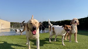 10K views · 103 reactions | Elaine’s Pet Resorts is non-stop FUN! Check out some highlights from the playgroups we had yesterday at our Madera & Fresno locations. It’s hard to contain this much energy and cuteness all in once place! ☺️ | Elaine's Pet Resorts | Facebook