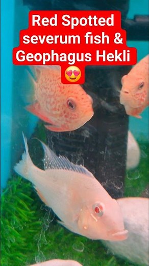 Red Spotted severum & Geophagus 😍 #fish #shortsviral #viralvideo #ytshorts #shorts #youtubeshorts