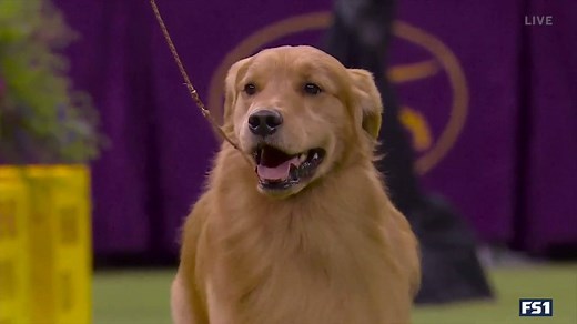 🚨 GOOD BOY ALERT 🚨 Daniel the Golden Retriever is a crowd favorite in the Sporting Group at the Westminster Kennel Club Dog Show. | FOX Sports