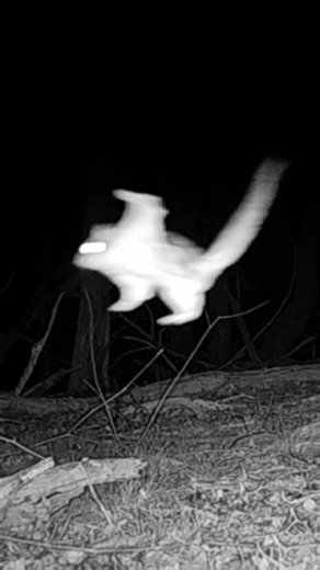 FishGuyPhotos on Instagram: "I always knew we had flying squirrels on Long Island, but never realized how common they are. I see them often on my trail and nest box cams. Watch this one "fly" across the screen. They definitely seemed like they were on a mission! Riverhead, NY"